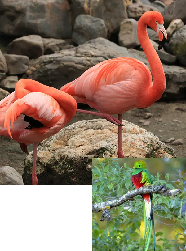 Une biodiversité faunique remarquable
